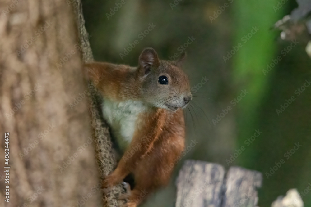 A squirrel sits between green leaves on a branch A squirrel sits between green leaves on a branch