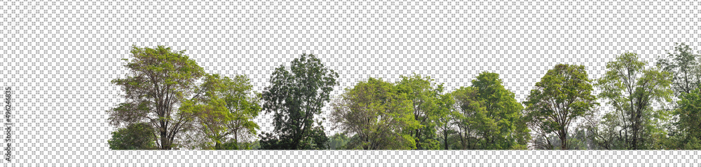 Green Trees isolated on white background.are Forest and foliage in ...