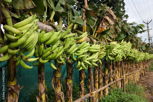 Banana tree with a bunch of growing mature green bananas. many banana trees. Kerala banana