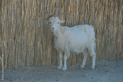 A goat at a home aviary in the village. photo