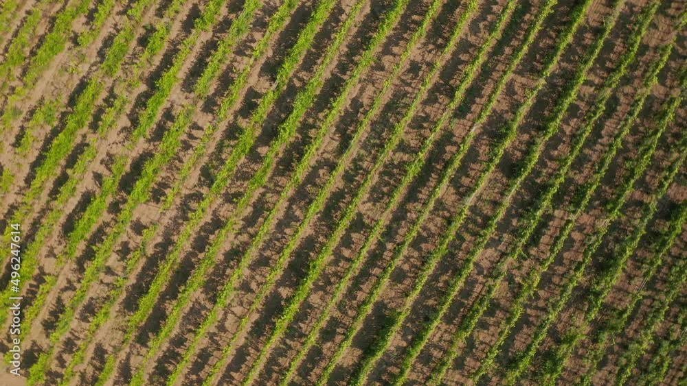 Vineyards field in Slavonia, Croatia Vineyards field in Slavonia, Croatia