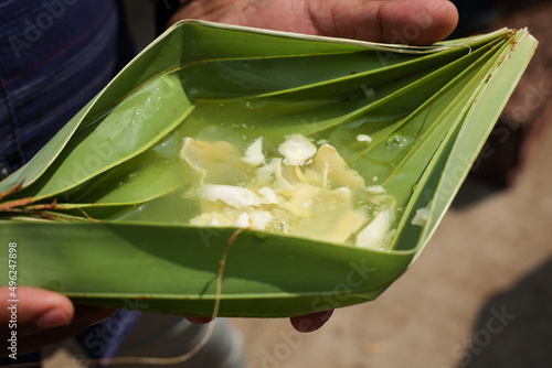 Asian Palmyra palm fruit. Many Indian sugar palm toddy palm with green leaves in India.
