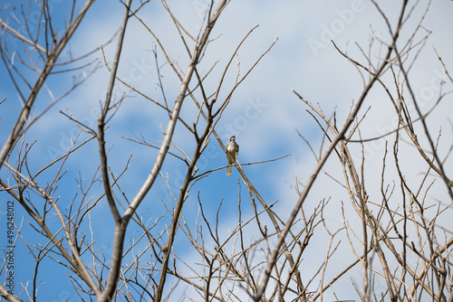 a wild yellow-vented bulbul on a tree branch