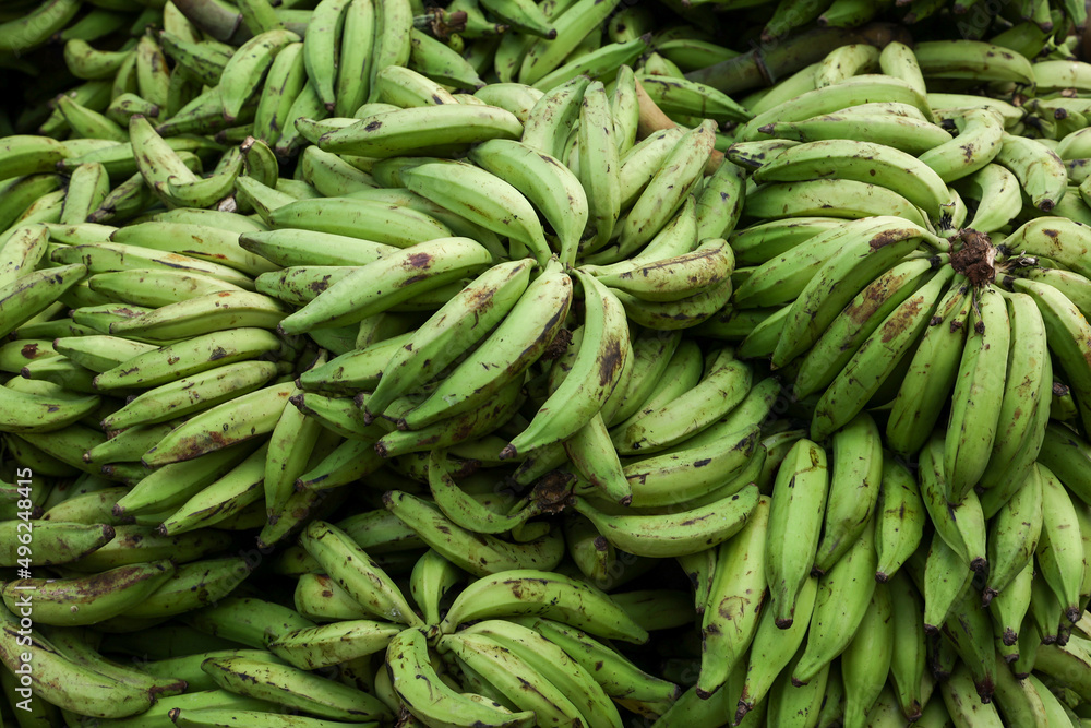 Banana tree with a bunch of growing mature green bananas. many banana trees. Kerala banana Banana tree with a bunch of growing mature green bananas. many banana trees. Kerala banana
