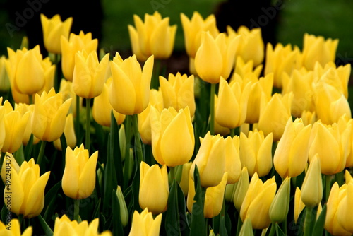 Bright yellow tulips close up in Goztepe Park during the Tulip Festival in Istanbul 