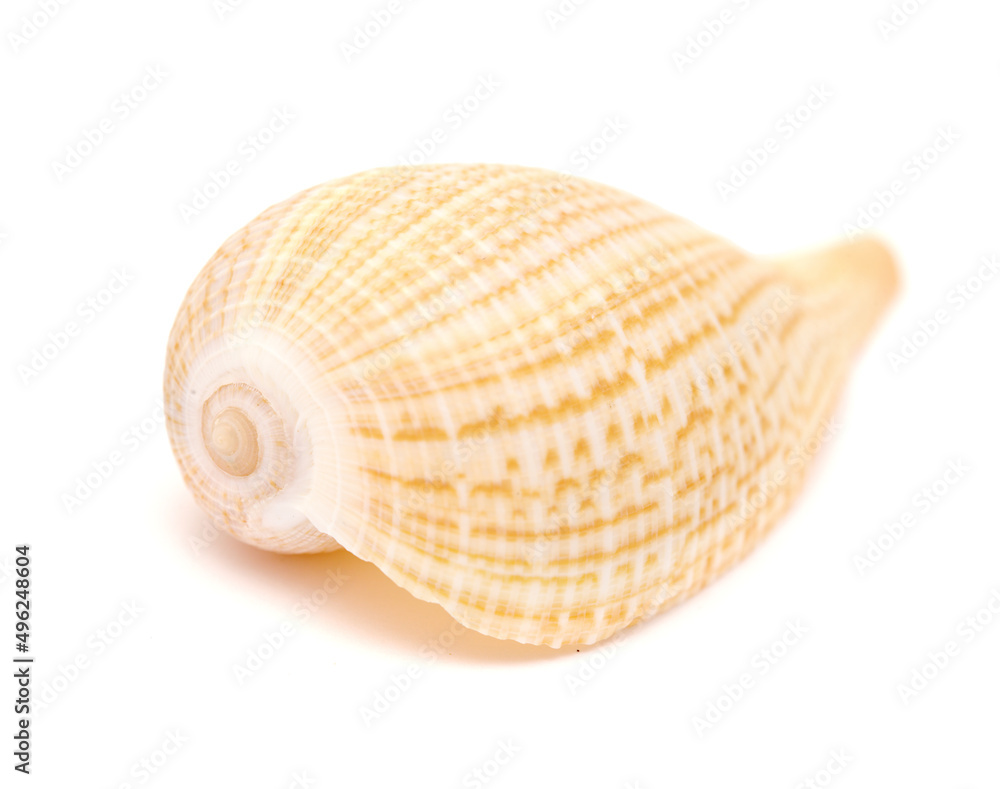 Light brown-orange fig shell isolated on on white background
Light brown-orange fig shell isolated on on white background