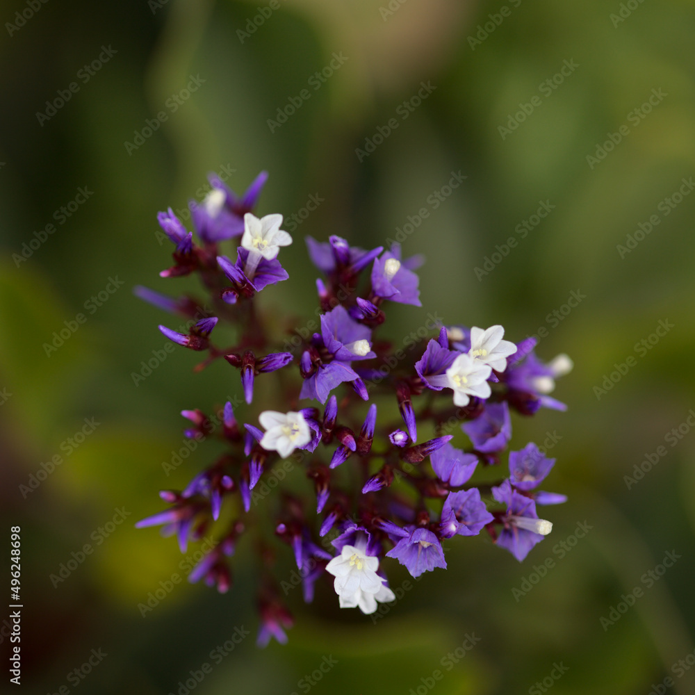 Flora of Gran Canaria - Limonium preauxii, Sea lavender endemic to the island
Flora of Gran Canaria - Limonium preauxii, Sea lavender endemic to the island