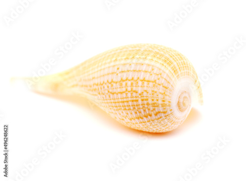 Light brown-orange fig shell isolated on on white background 