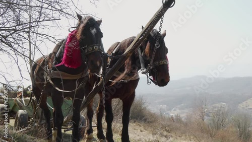 Two horses harnessed to one team, standing on top of a mountain. photo