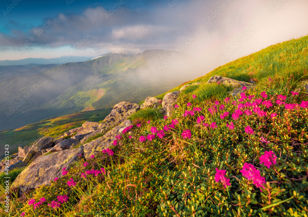 Fototapeta premium Unbelievable morning scene of Chornogora mountain range. Impressive summer view of blooming pink rhododendron flowers on mountain hills. Beauty of nature concept background.