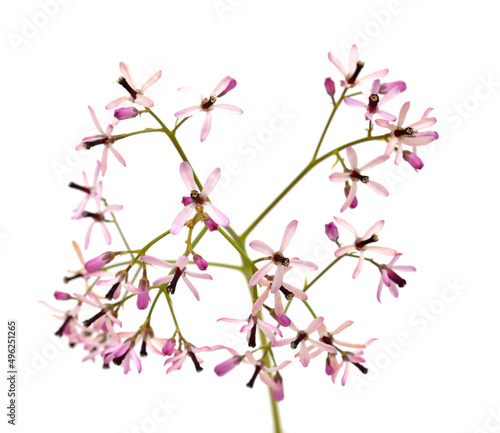 Melia azedarach, chinaberry tree pale lilac flowers isolated on white background 