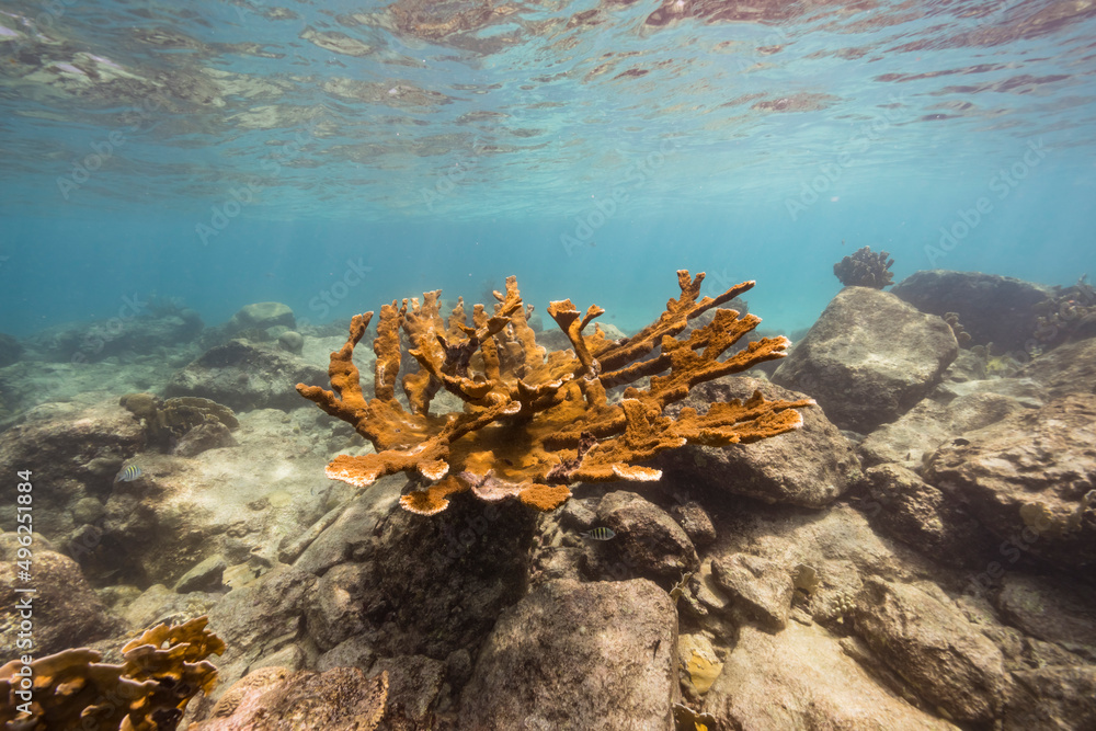 Fototapeta premium Seascape with big Elkhorn Coral in the coral reef of Caribbean Sea, Curacao