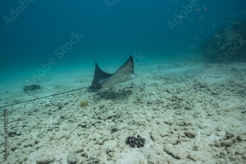 Seascape with Spotted Eagle Ray in the coral reef of Caribbean Sea, Curacao