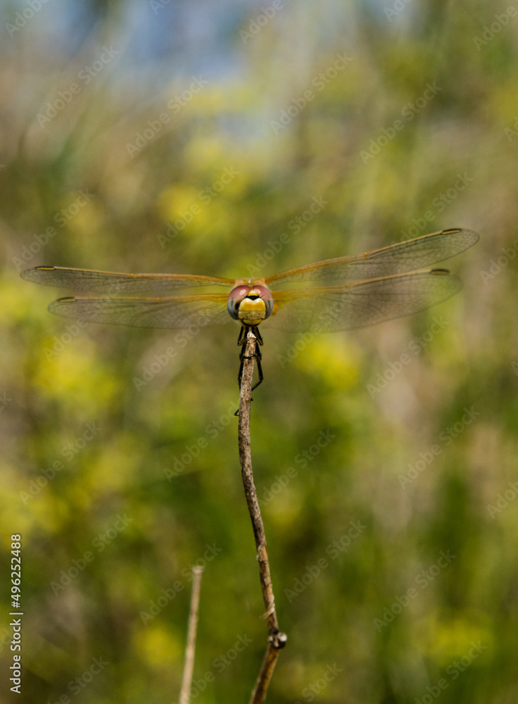 dragonfly face with beautiful colors perched on a branch in a field on a summer day dragonfly face with beautiful colors perched on a branch in a field on a summer day