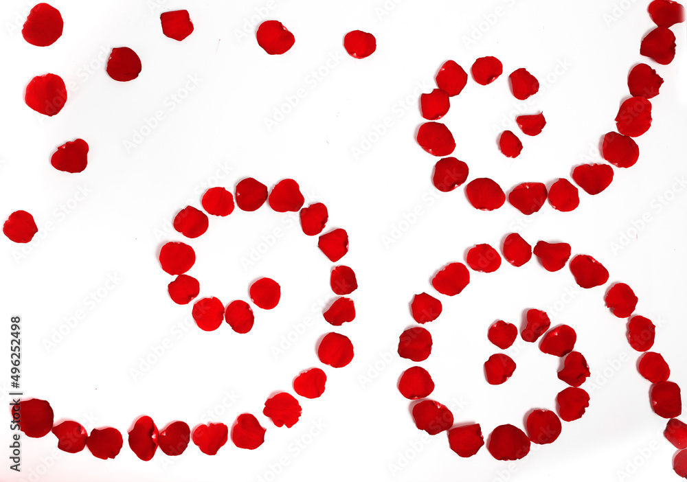 Red rose with red petals on white background as texture and background with place for text, Valentine's Day, Love, Spa tenderness fragrance of flowers Holiday Red rose with red petals on white background as texture and background with place for text, Valentine's Day, Love, Spa tenderness fragrance of flowers Holiday