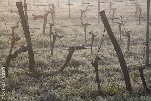 Bordeaux vineyard over frost and smog in winter, landscape vineyard, France