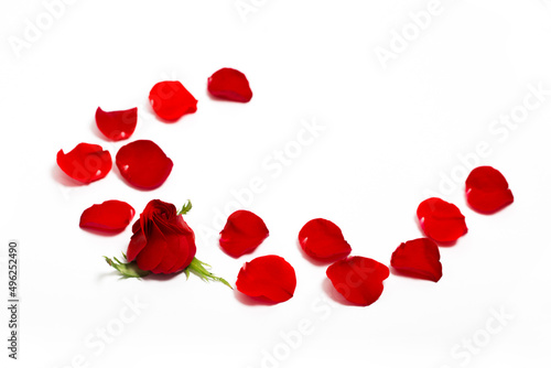 Red rose with red petals on white background as texture and background with place for text, Valentine's Day, Love, Spa tenderness fragrance of flowers Holiday