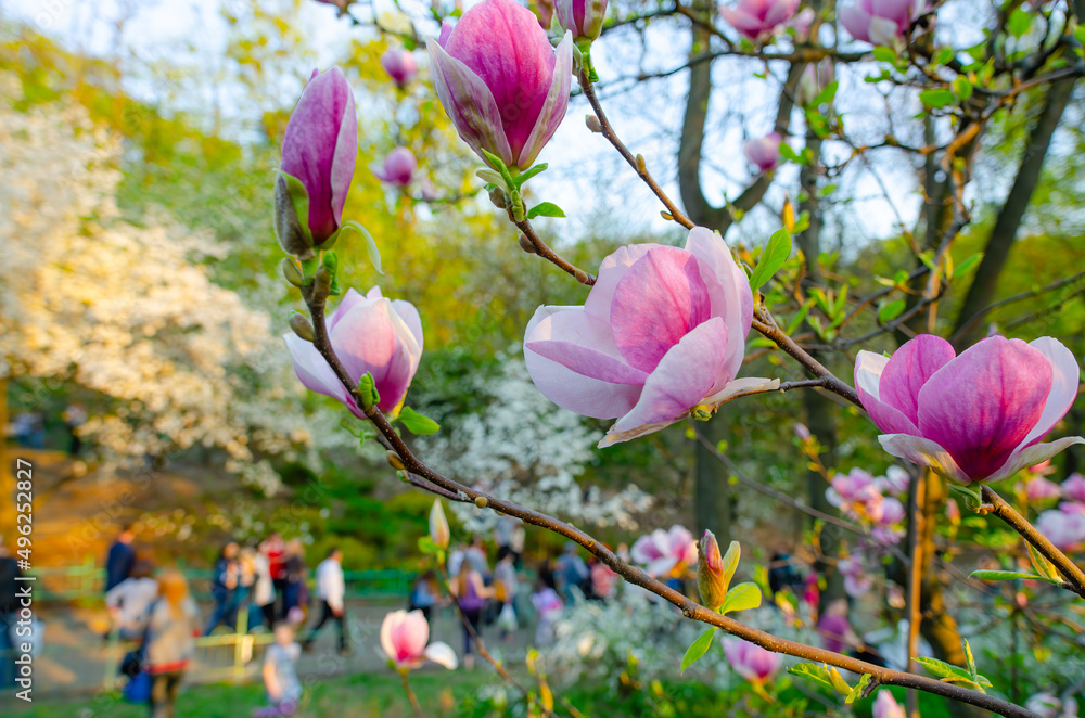 Magnolia in full bloom at the city park Magnolia in full bloom at the city park