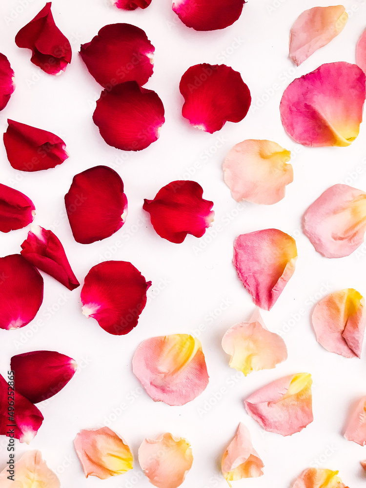 Abstract flower background, rose petals close-up, rose petals background Abstract flower background, rose petals close-up, rose petals background