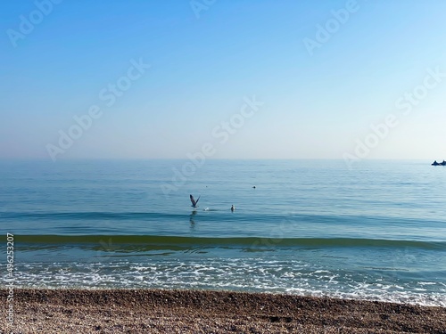 Flying seagulls over the sea, fishing time