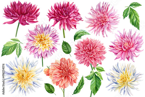 Fototapeta Set of dahlias flowers on a white background