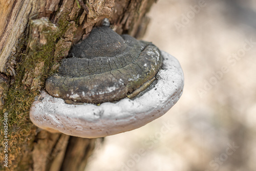 Old Fomes fomentarius (the tinder fungus) on an old tree.