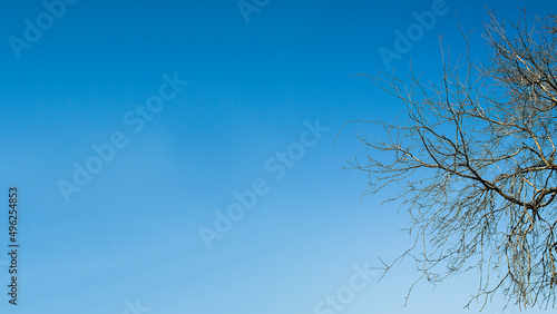 dry branches trees on blue sky background