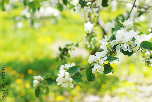 Spring beautiful apple blossom background