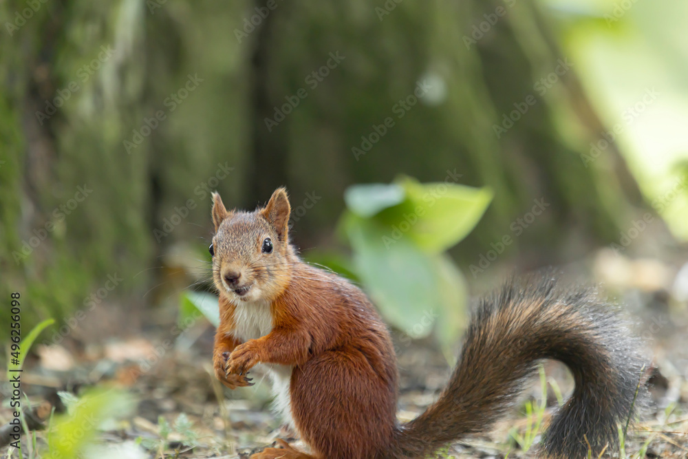 Eurasian red squirrel sits under a tree in the forest. Eurasian red squirrel sits under a tree in the forest.