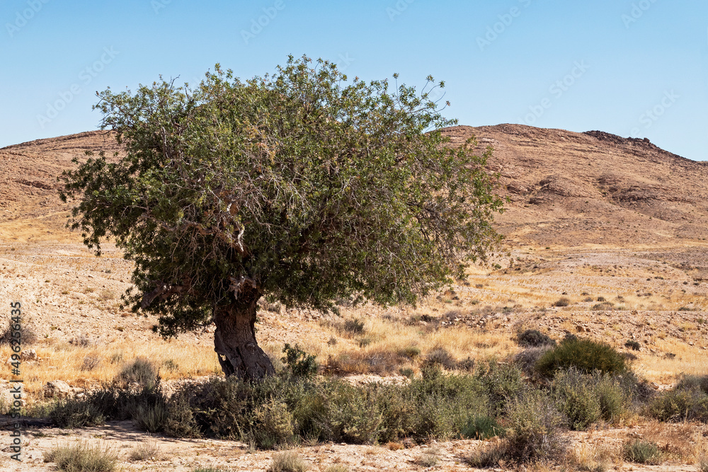 Atlantic pistachio Pistacia atlantica tree in a dry stream bed in the Negev Highlands mountains near the Makhtesh Ramon crater in Israel with a clear blue sky background