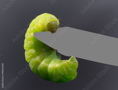 Grüne Raupe isoliert, grauer Hintergrund