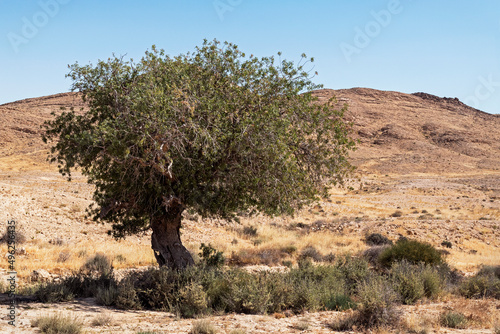 Atlantic pistachio Pistacia atlantica tree in a dry stream bed in the Negev Highlands mountains near the Makhtesh Ramon crater in Israel with a clear blue sky background
