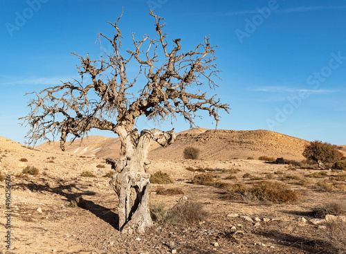 large dead Atlanic pistachio Pistacia atlantica tree in Nahal Wadi Lotz in the Negev in Israel with live trees in the stream bed in the background along with a clear blue sky