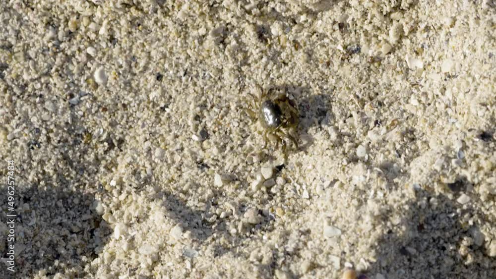 Overhead shot of a small brown crab walking sideways over beach sand during the day. Overhead shot of a small brown crab walking sideways over beach sand during the day.