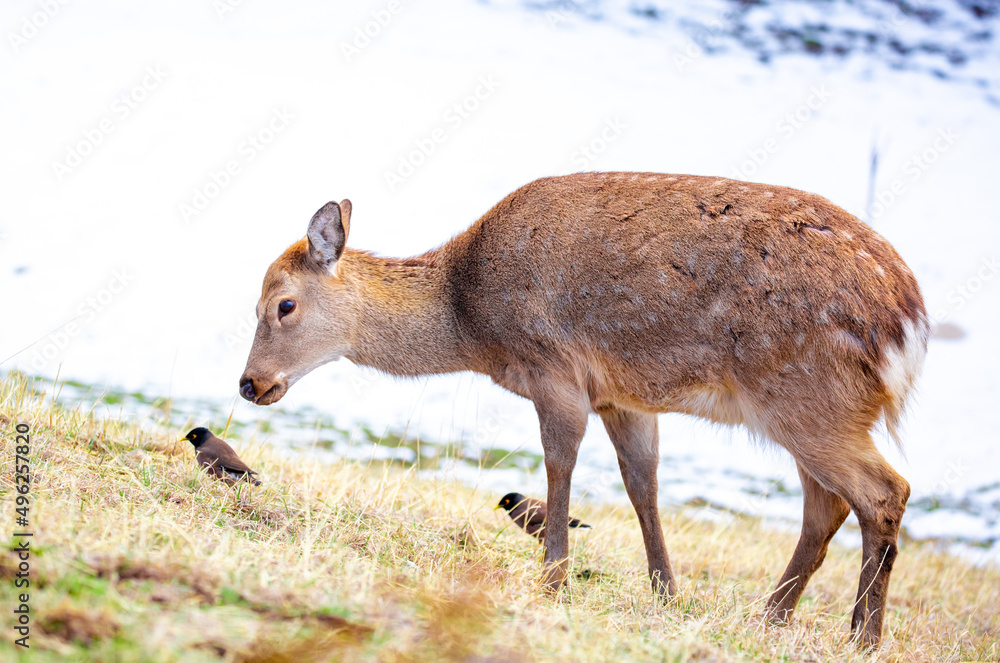 Fototapeta premium Beautiful spotted deer in the mountains against the background of green grass and snow. Fairytale spring landscape with wild animals.