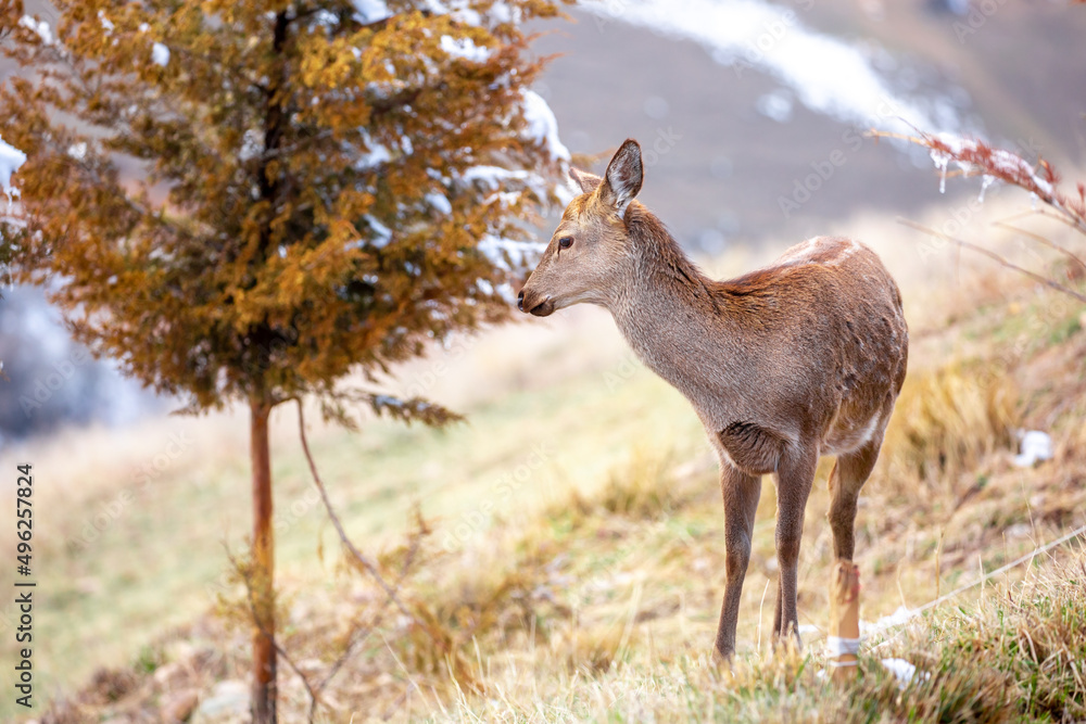 Obraz premium Beautiful spotted deer in the mountains against the background of green grass and snow. Fairytale spring landscape with wild animals.