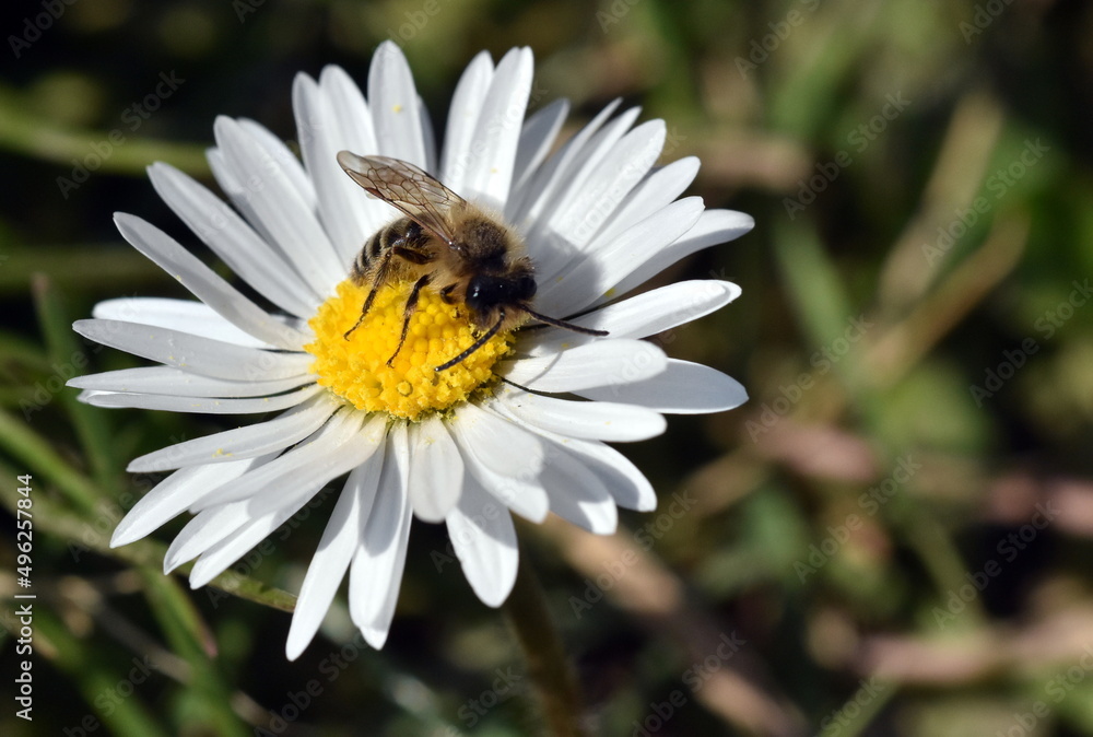 Schwebfliege auf einer Gänseblümchenblüte Schwebfliege auf einer Gänseblümchenblüte