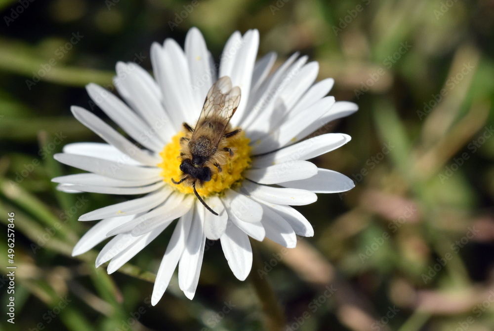 Schwebfliege auf einer Gänseblümchenblüte Schwebfliege auf einer Gänseblümchenblüte