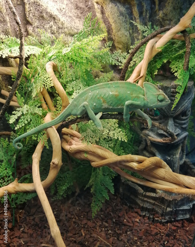 Yemeni chameleon lizard in zoological garden