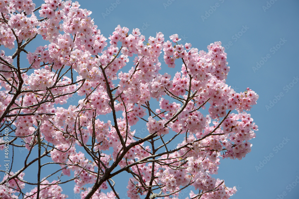 ピンクの桜　花模様