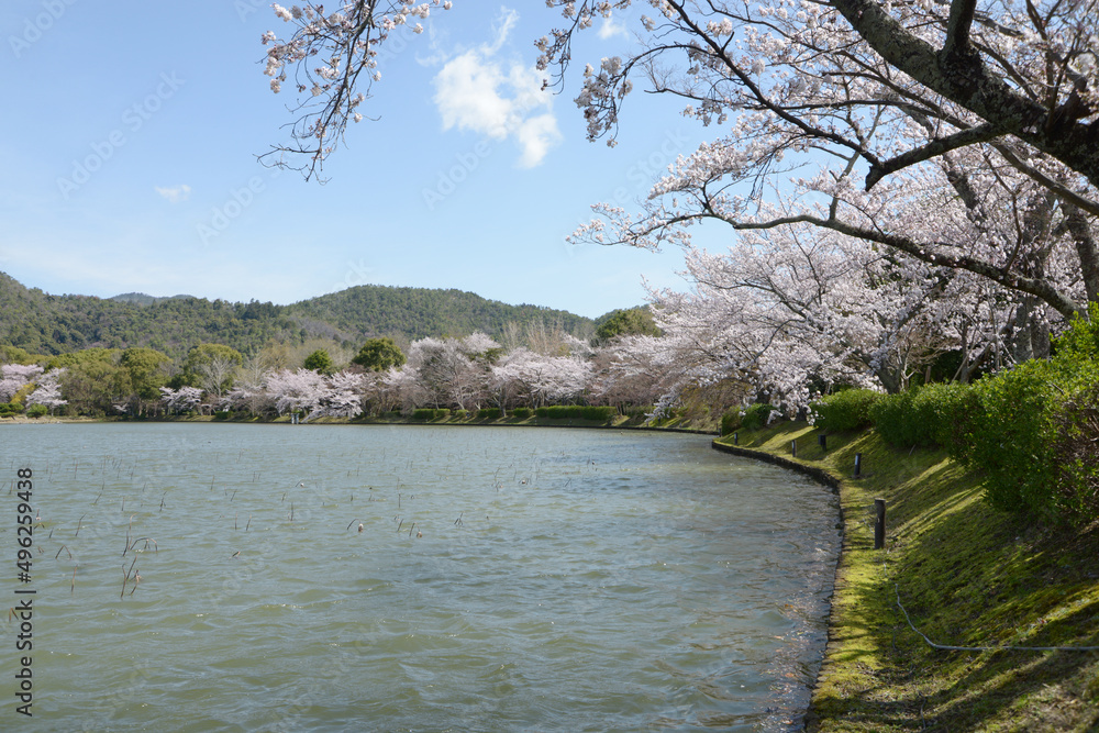 春の大沢池 京都市右京区嵯峨 春の大沢池 京都市右京区嵯峨