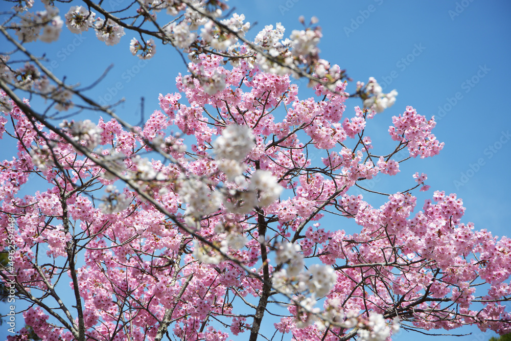 白とピンクの桜　花模様