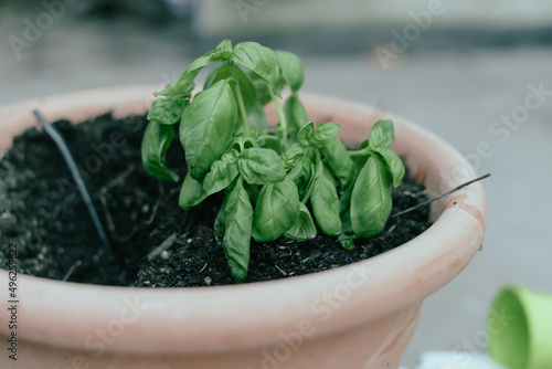  planting and raking organic basil in spring to harvest in aummer outdoors - home plants growing concept photo