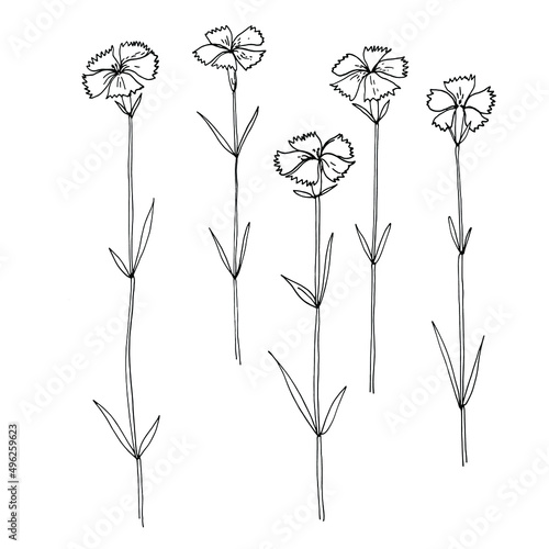 Wildflowers, field carnation pink flower. Vector sketch of summer flowers