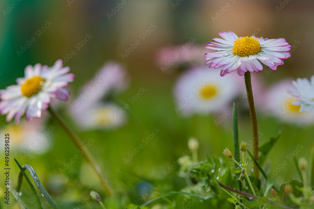 daisies in a field