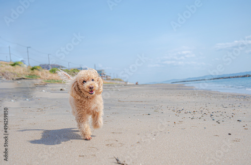 海岸を嬉しそうに走るトイプードル © YUTO PHOTOGRAPHER