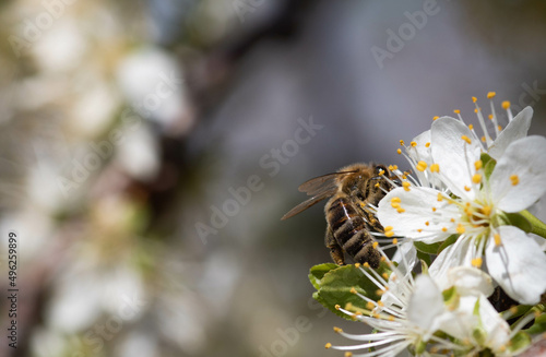 Blossoming branch with honeybee and flowers of cherry plum. Lens flare and soft focus, bee on a flower