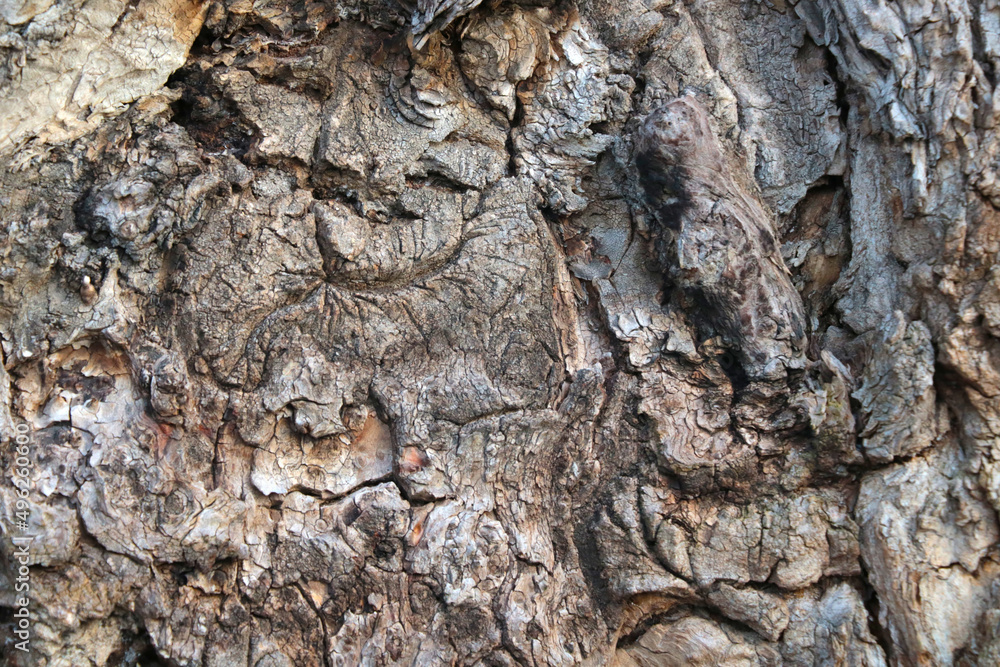 Close-up of the bark of the old tree, the texture of the tree, the background. Close-up of the bark of the old tree, the texture of the tree, the background.