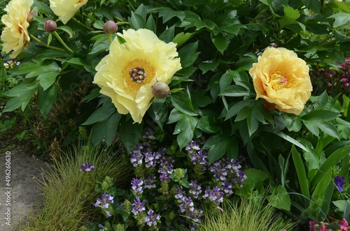 Blooming intersectional yellow peony 'Garden Treasure'