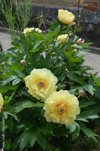 Blooming intersectional yellow peony 'Garden Treasure'